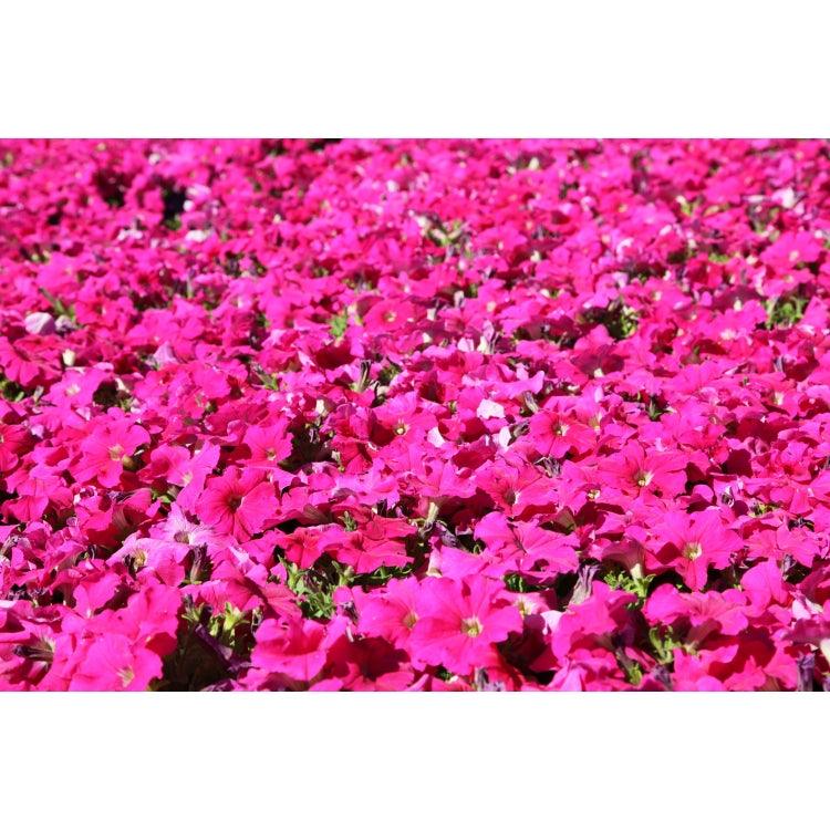 Petunia x hybrida 'Dreams Pink' | Single Grandiflora Petunia - Casey & Company