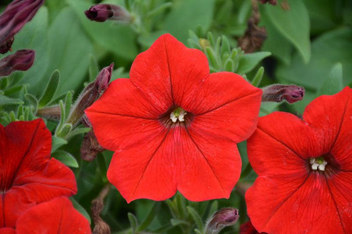 Petunia x hybrida 'Dreams Red' | Single Grandiflora Petunia - Casey & Company