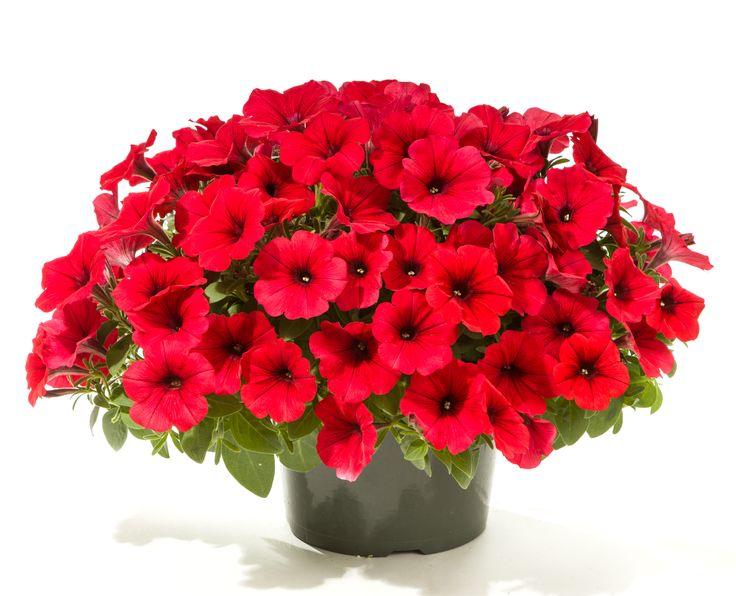 Petunia x hybrida 'Dreams Red' | Single Grandiflora Petunia - Casey & Company