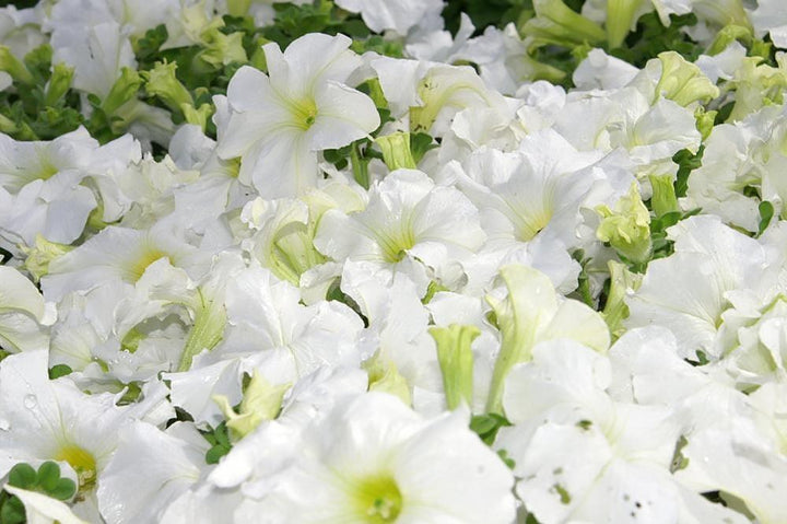 Petunia x hybrida 'Dreams White' | Single Grandiflora Petunia - Casey & Company