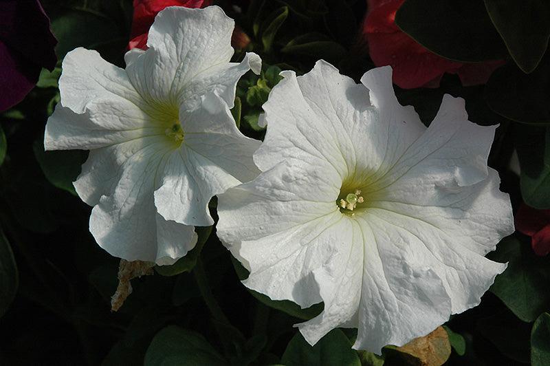 Petunia x hybrida 'Dreams White' | Single Grandiflora Petunia - Casey & Company