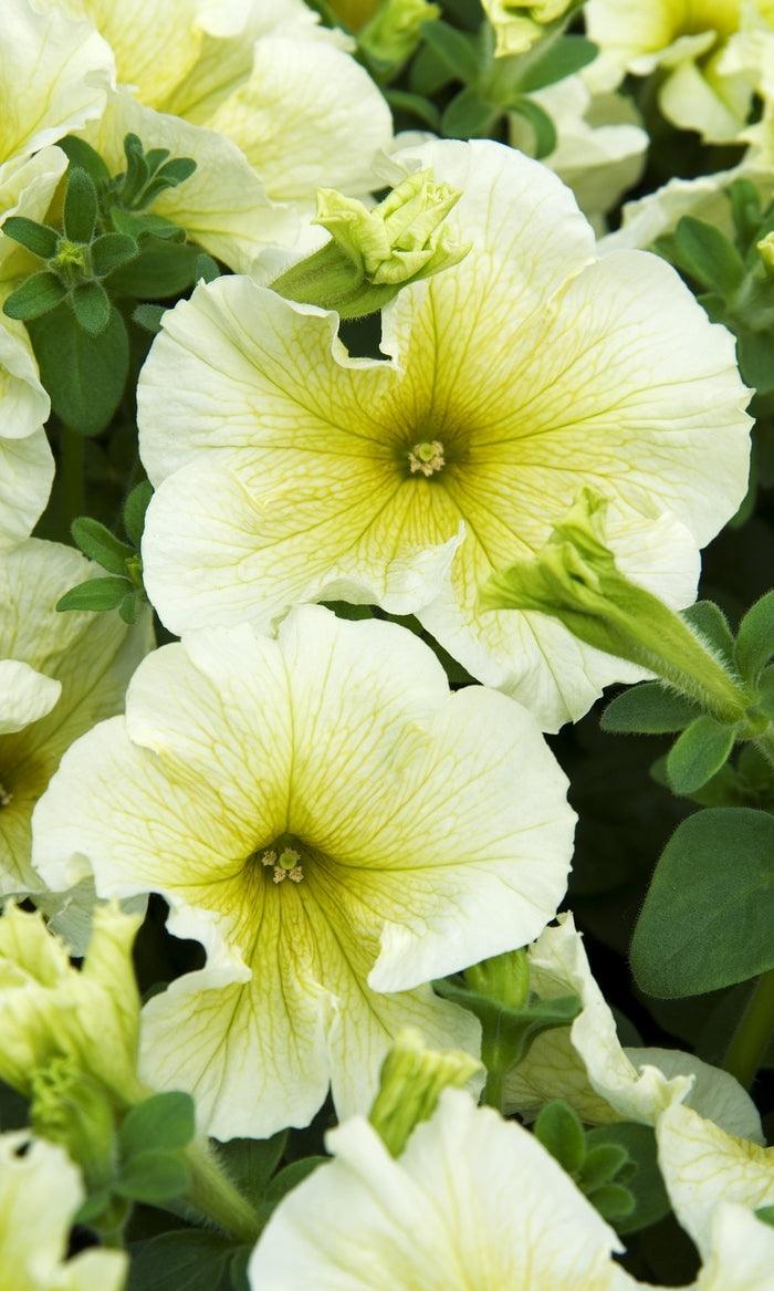 Petunia x hybrida 'Madness Yellow' | Single Grandiflora Petunia - Casey & Company