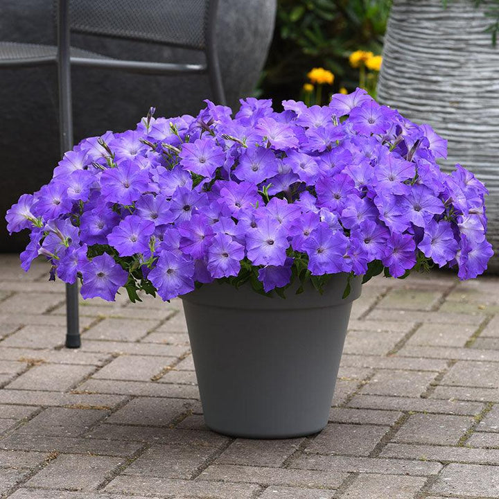 Petunia x hybrida 'Easy Wave Lavender Blue Sky' | Spreading Petunia - Casey & Company