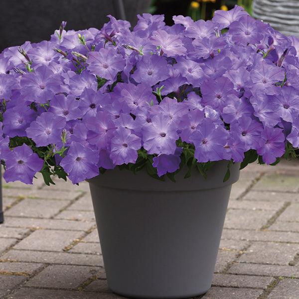 Petunia x hybrida 'Easy Wave Lavender Blue Sky' | Spreading Petunia - Casey & Company