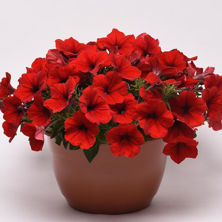 Petunia x hybrida 'Easy Wave Red' | Spreading Petunia - Casey & Company