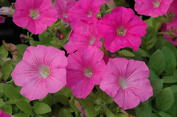 Petunia x hybrida 'Wave Pink' | Spreading Petunia - Casey & Company
