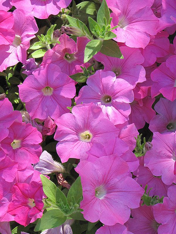 Petunia x hybrida 'Wave Pink' | Spreading Petunia - Casey & Company