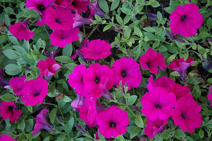 Petunia x hybrida 'Wave Purple' | Spreading Petunia - Casey & Company