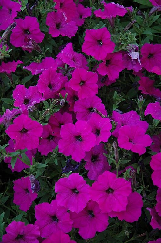 Petunia x hybrida 'Wave Purple' | Spreading Petunia - Casey & Company