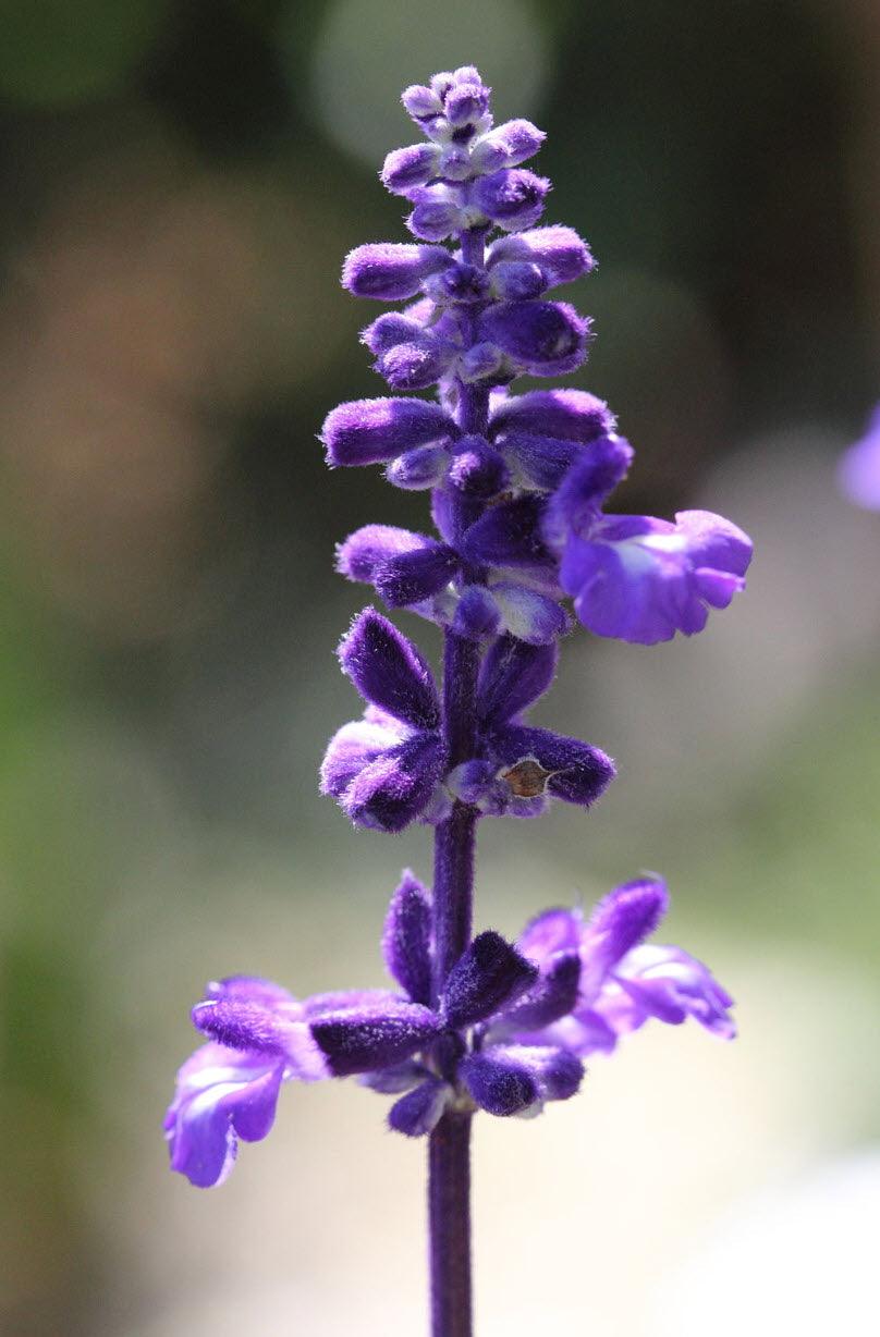 Salvia farinacea 'Victoria Blue' | Victoria Blue Mealycup Sage - Casey & Company