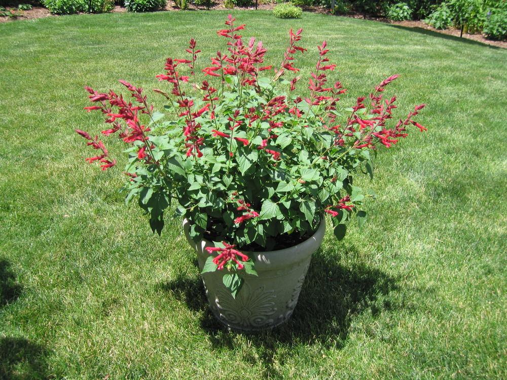 Salvia splendens 'Roman Red' | Roman Red Mealycup Sage - Casey & Company