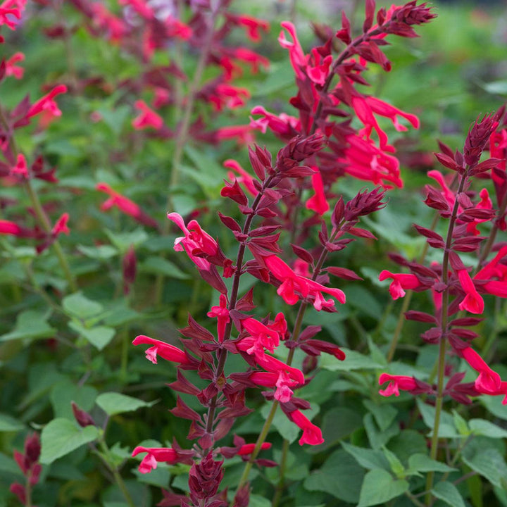 Salvia splendens 'Roman Red' | Roman Red Mealycup Sage - Casey & Company