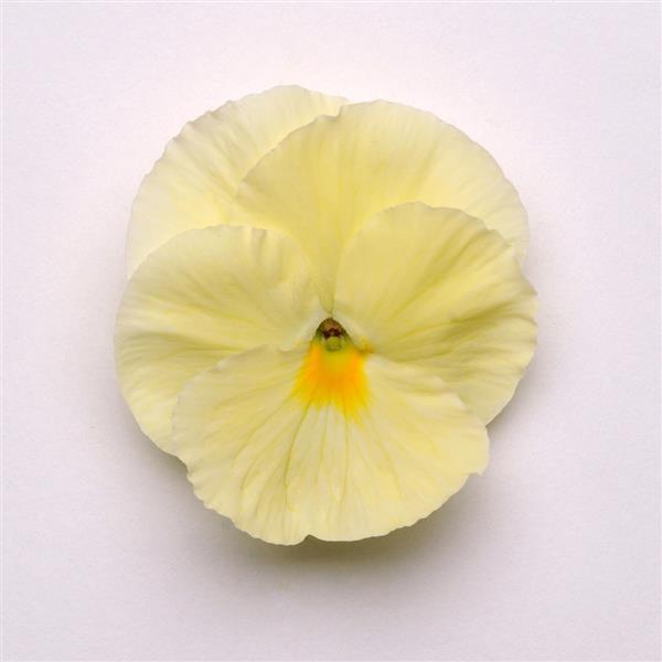 Viola x wittrockiana | Common Pansy Matrix Primrose - Casey & Company