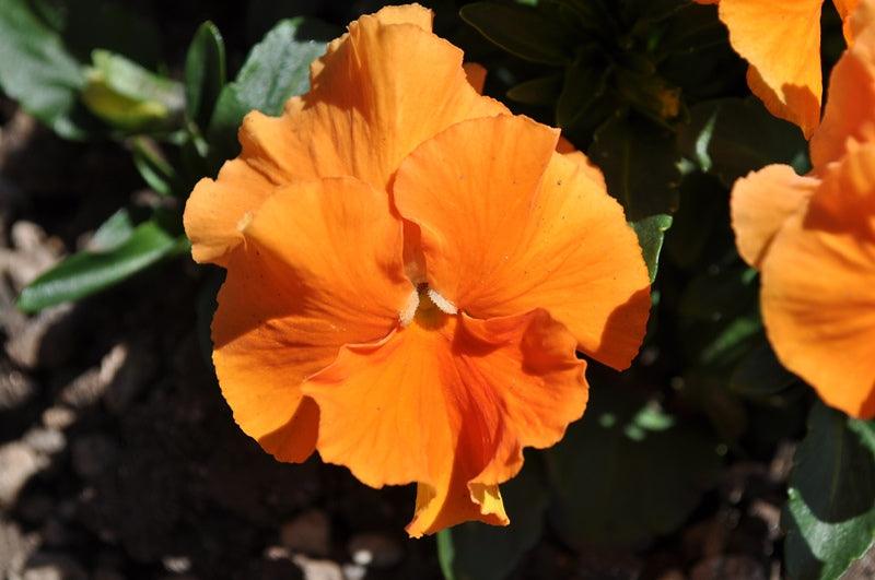 Viola x wittrockiana | Common Pansy Matrix Deep Orange - Casey & Company