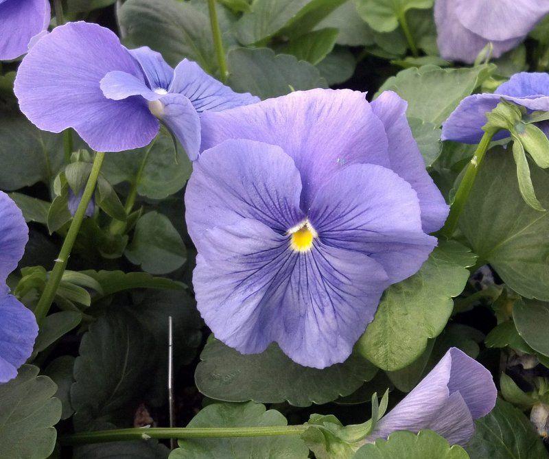 Viola x wittrockiana | Common Pansy Matrix Light Blue - Casey & Company