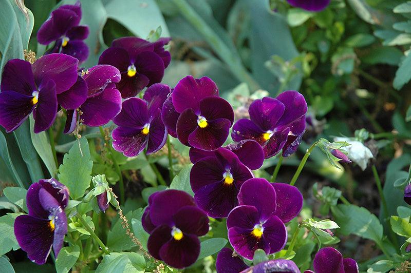 Viola x wittrockiana | Common Pansy Matrix Purple - Casey & Company