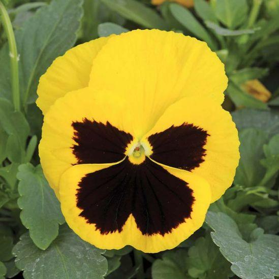 Viola x wittrockiana | Common Pansy Matrix Yellow Blotch - Casey & Company
