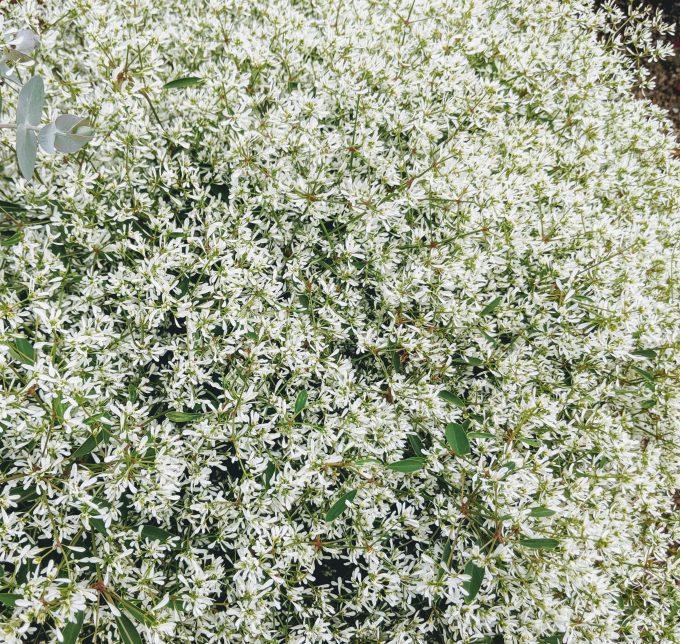 Euphorbia 'Crystal White' Spurge - Casey & Company