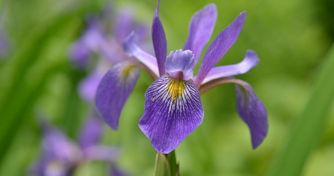 Iris versicolor 'Purple Flame' | Purple Flame Iris - Casey & Company