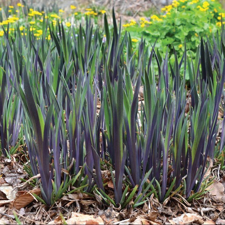 Iris versicolor 'Purple Flame' | Purple Flame Iris - Casey & Company