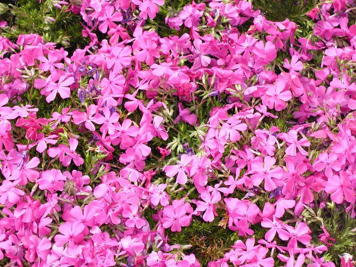Phlox subulata 'Drummond's Pink' | Pink Moss Phlox - Casey & Company
