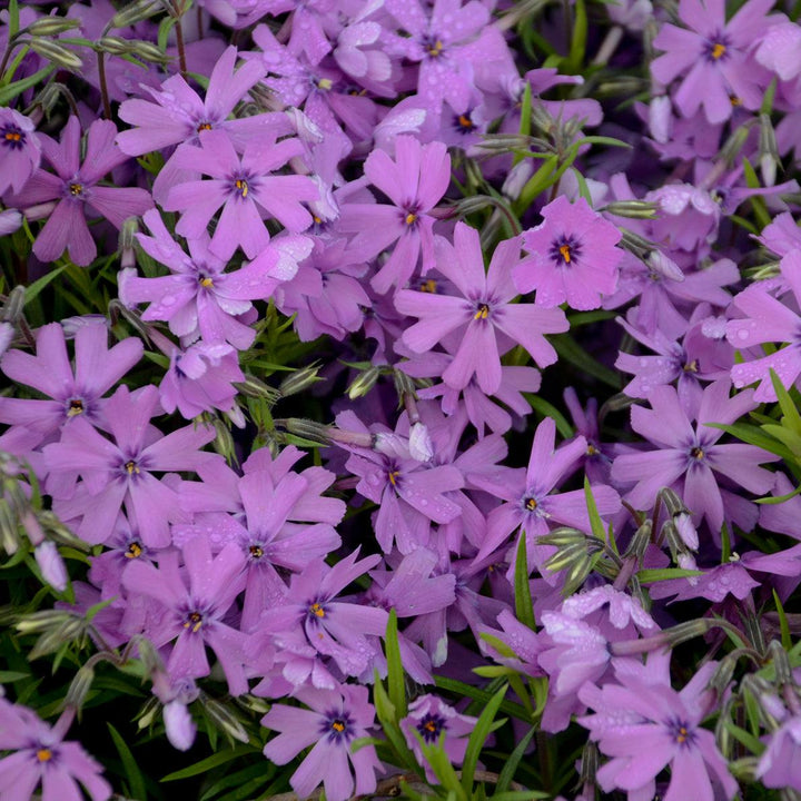 Phlox subulata 'Purple Beauty' | Emerald Pink Phlox - Casey & Company