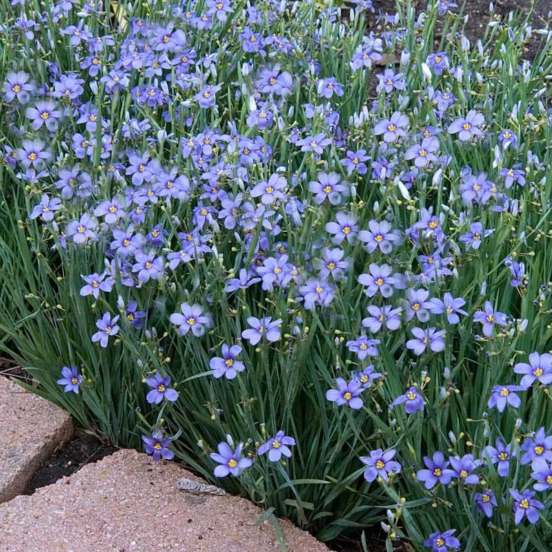 Sisyrinchium angustifolium 'Lucerne' | Blue-Eyed Grass - Casey & Company