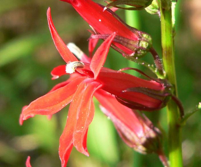 Lobelia cardinalis | Cardinal Flower, Indian Pink - Casey & Company