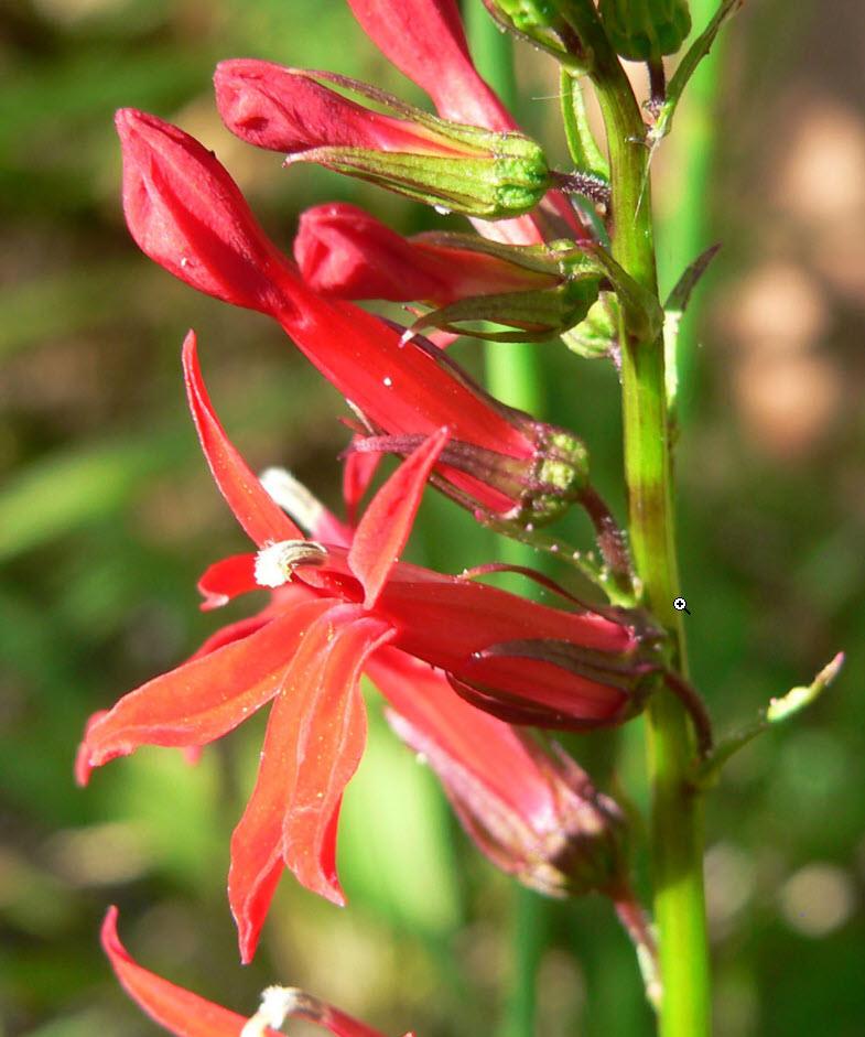Lobelia cardinalis | Cardinal Flower, Indian Pink - Casey & Company