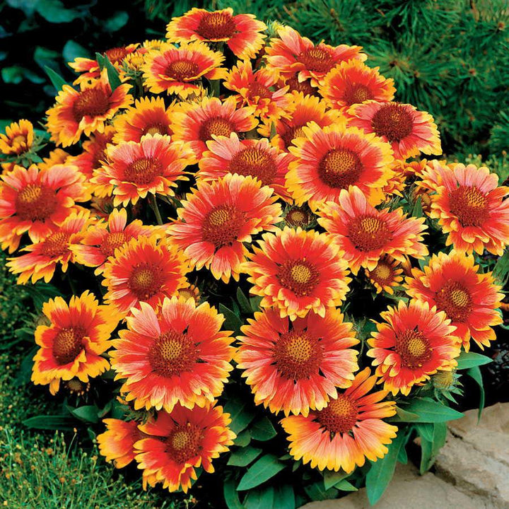 Gaillardia ari. 'Arizona Sun' | Arizona Sun Blanket Flower - Casey & Company