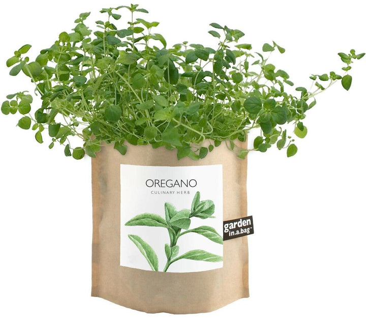 Garden-in-a-bag Oregano - Casey & Company