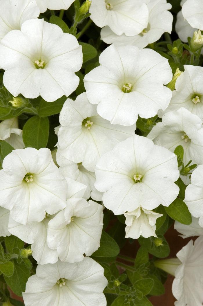 Petunia x hybrida 'Easy Wave White' | Spreading Petunia - Casey & Company