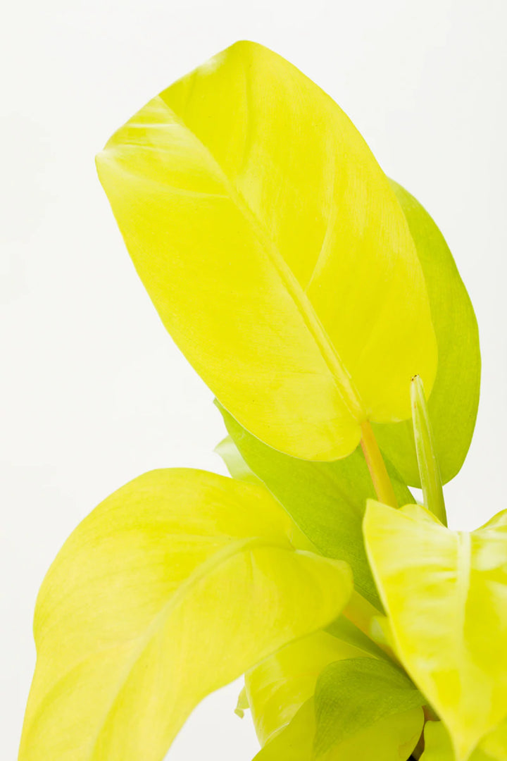 leafjoy™ Philodendron Hybrid Lemon Lime - Casey & Company