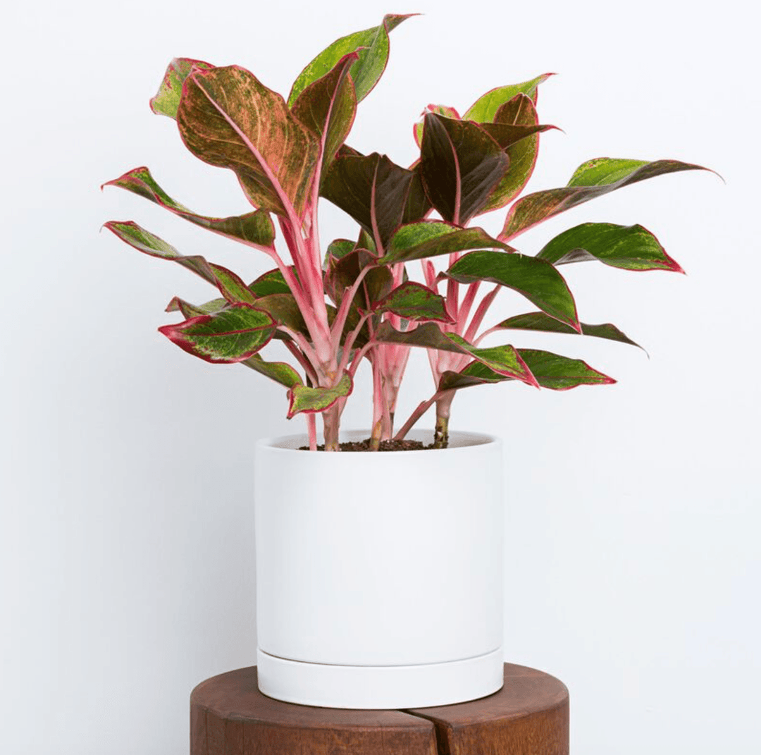 Aglaonema - Assorted Colorful Varieties - Casey & Company