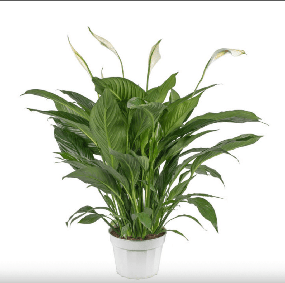 Spathiphyllum Assorted 8" - Casey & Company
