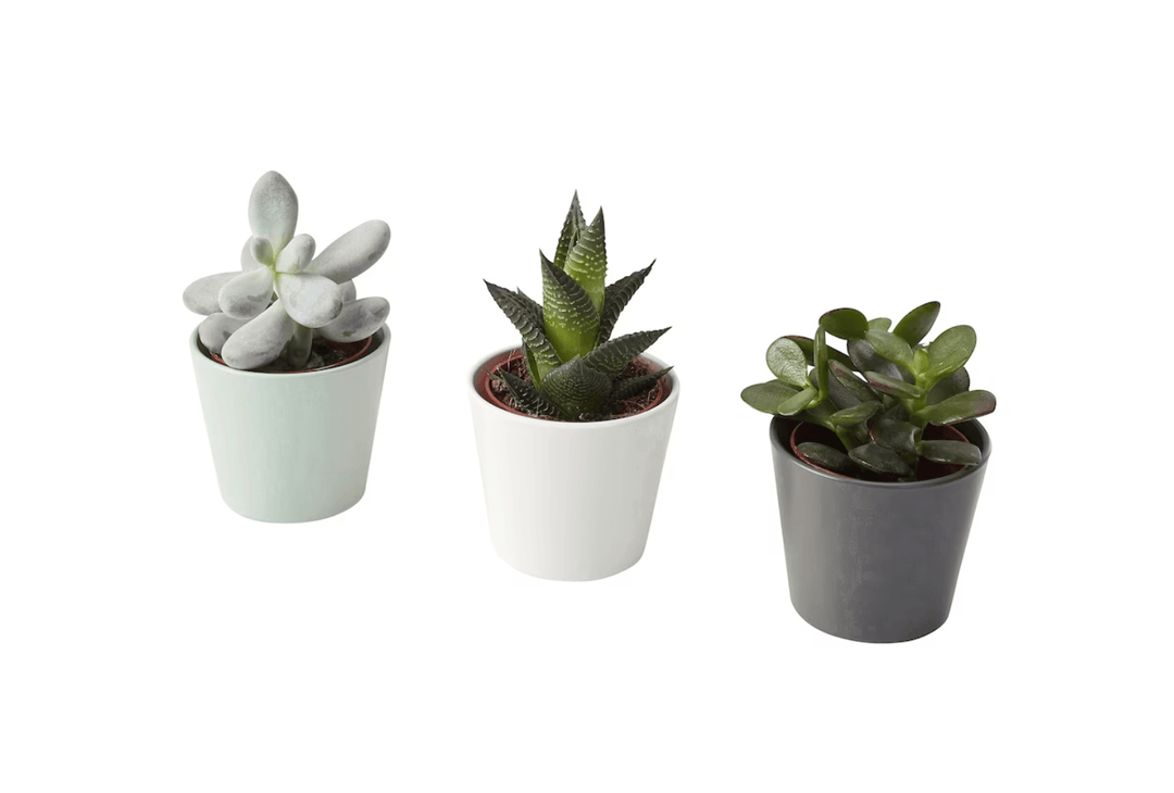 Succulents Assorted 4" - Casey & Company