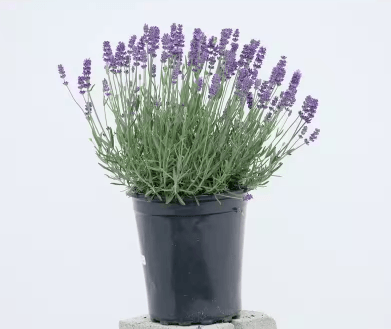 Herbs Spring, Purple Lavender - Casey & Company