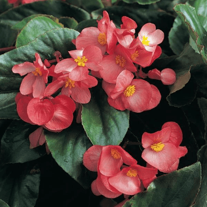 Dragon Wing Begonia 'Pink' - Casey & Company