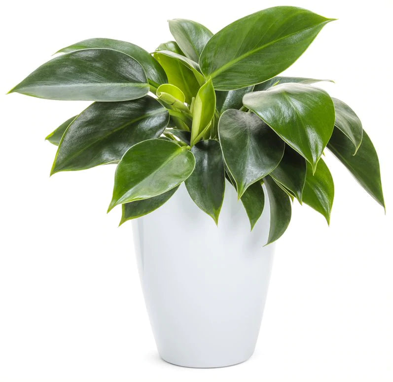 leafjoy™ Philodendron Hybrid Green Princess - Casey & Company