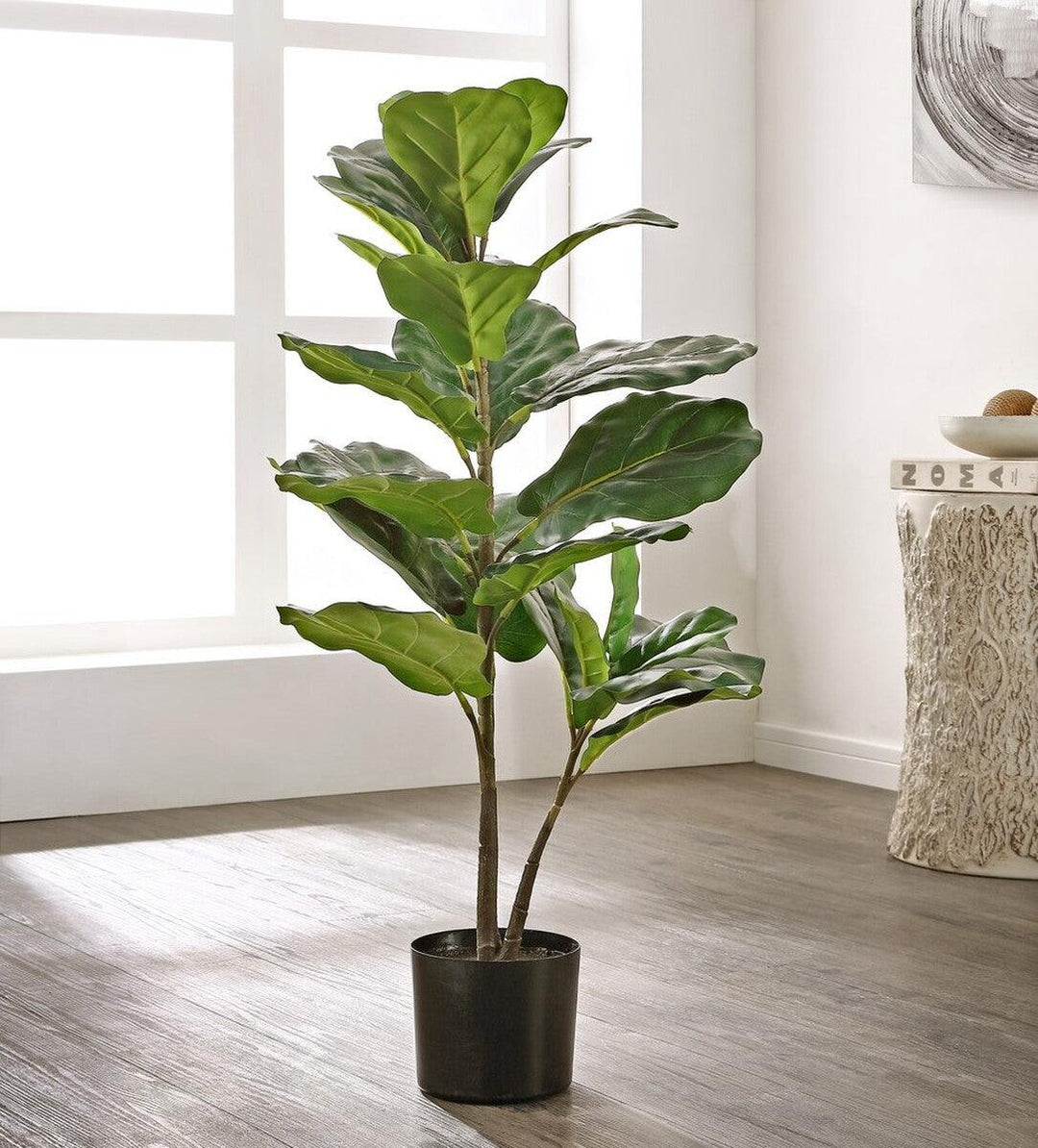 Ficus-Lyrata Pandurata 10" - Casey & Company