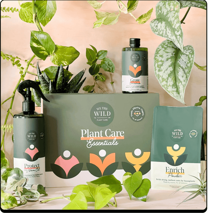 Essential Plant Care Kit - Casey & Company