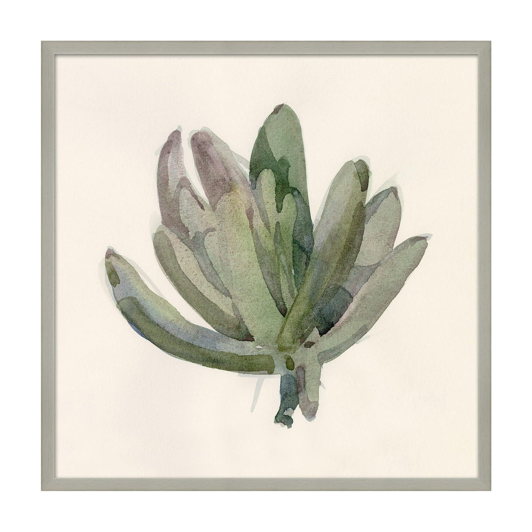 Succulent Study, By Barbara Barry - Casey & Company